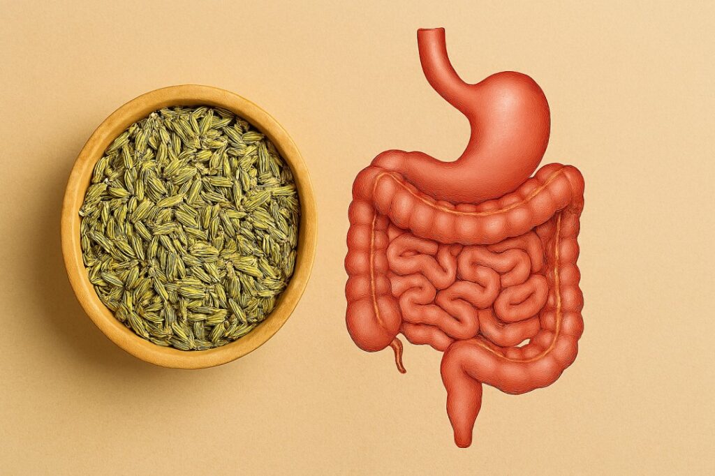 Close-up of a bowl filled with fennel seeds next to a stylized illustration of the human digestive system, including stomach and intestines, set against a warm beige background.